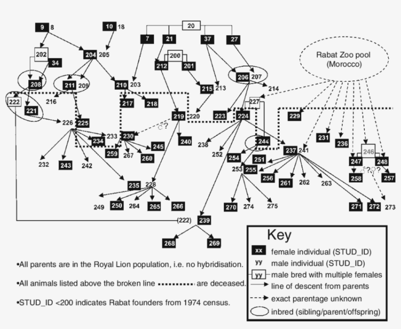 Family Tree For Royal Lions Held In Captive Collections - Diagram, transparent png