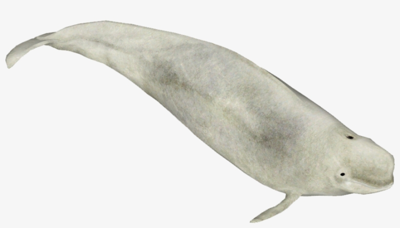 Beluga - Wiki, transparent png