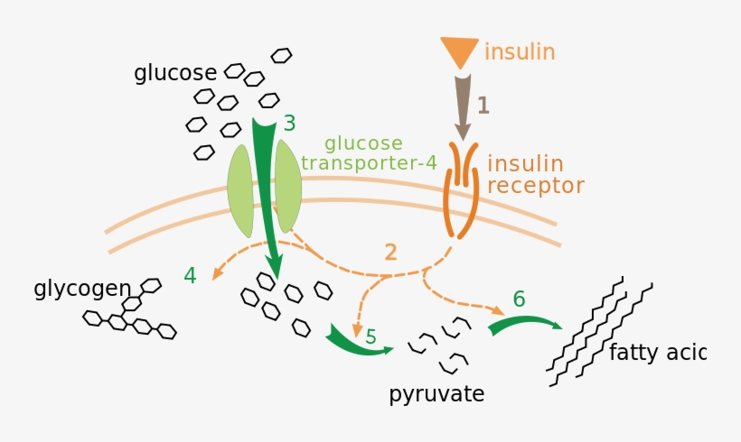 Insulin Glucose Metabolism Zp - Insulin Cell Signaling, transparent png