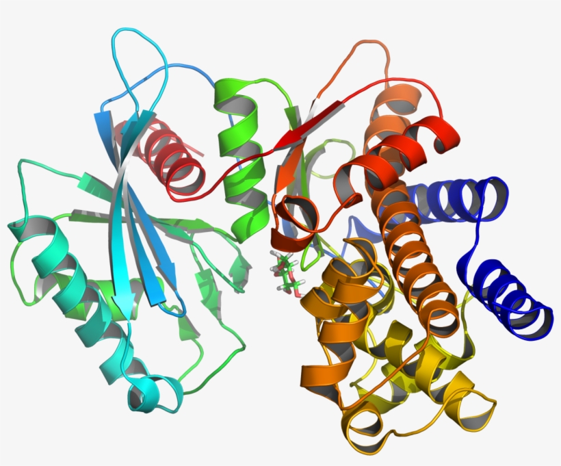 Glucokinase Enzyme, transparent png