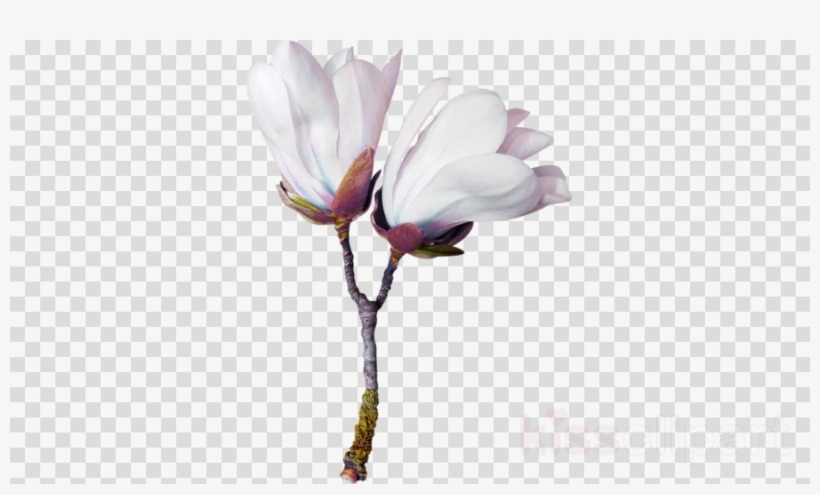 Flower Clipart Cut Flowers Pressed Flower Craft - Clip Art, transparent png