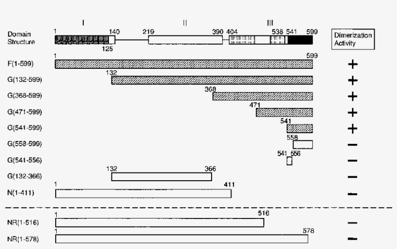 Summary Of Dimerization Activity Of Cenp-b Polypeptides - Diagram, transparent png