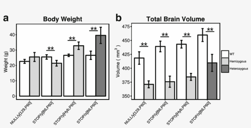 Loss Of A Functional Copy Of Mecp2 Leads To Drastic - Common Fig, transparent png