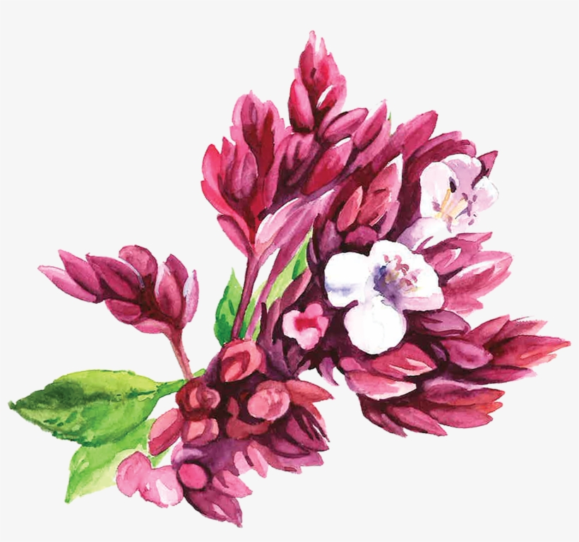 Oregano, transparent png