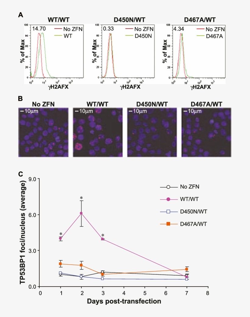 Genome Wide Evaluation Of Dsb Formation In Zfnickasetreated - Diagram, transparent png