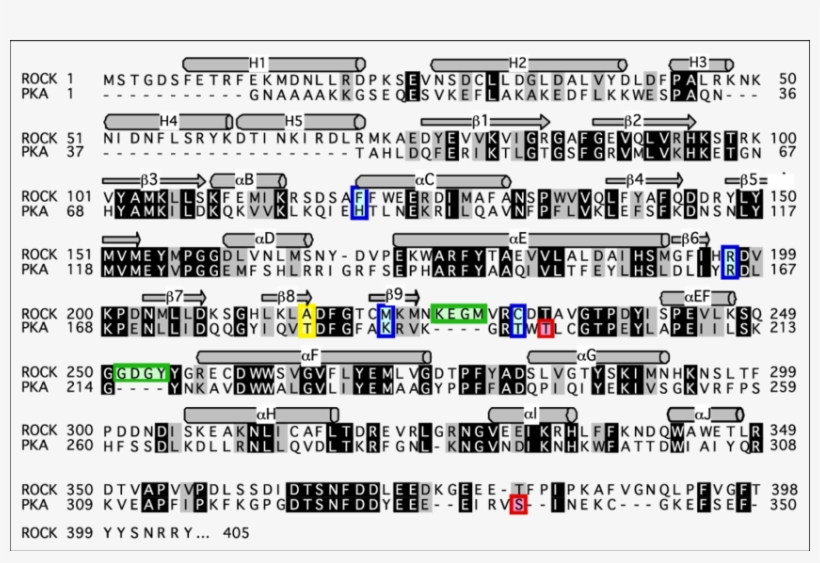 Sequence Alignment Of Rock And Pka, transparent png