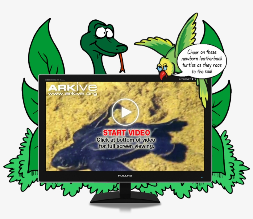 Zbs Turtles Andy Senica 2017 09 07t10 - Zoobooks, transparent png