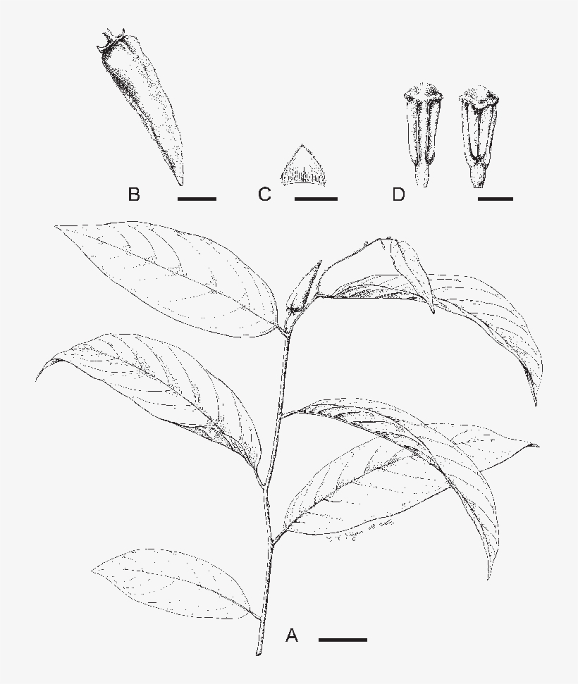 Flowering Branch - Sketch, transparent png