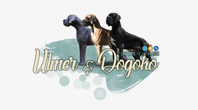 Dogo Argentino, transparent png