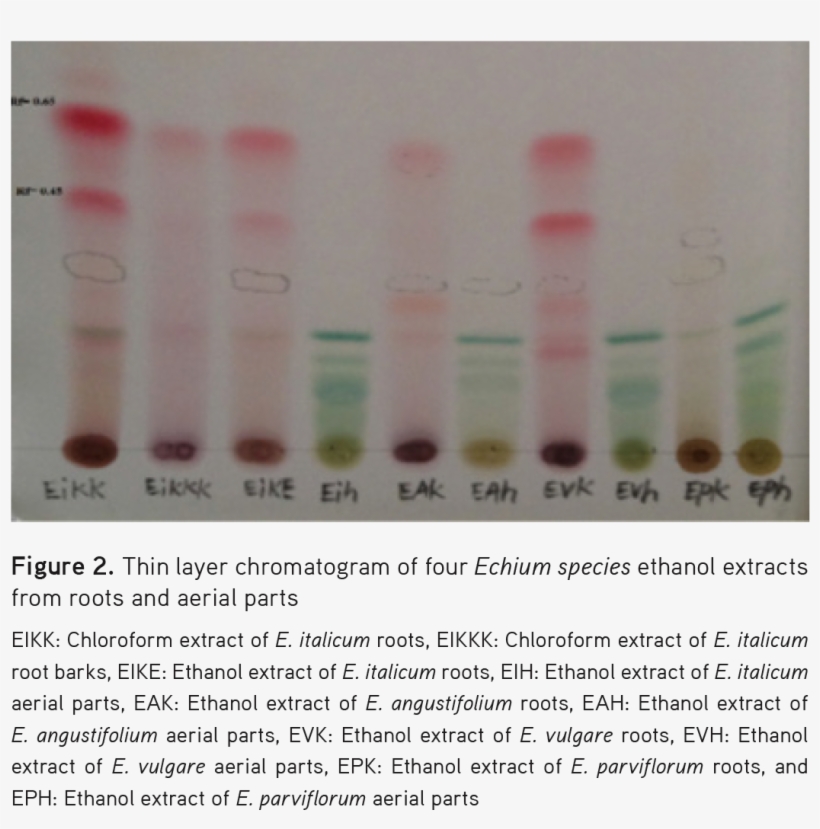 2) - - Tints And Shades, transparent png