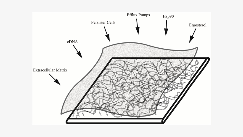Histology - Illustration, transparent png
