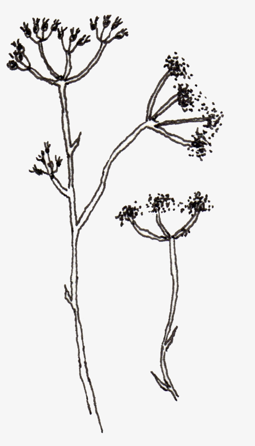 Pen 6 Illustrated Flowers Maryclarewilkie - Illustration, transparent png
