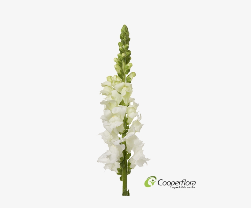 Boca De Leao Branca - Boca De Leao Png, transparent png