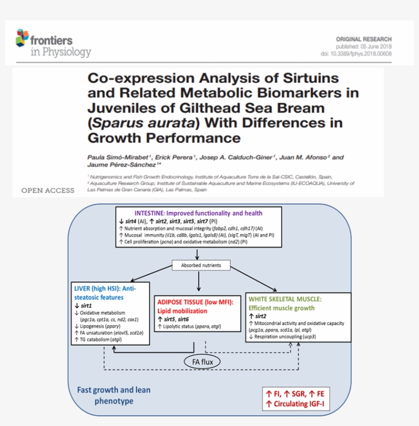 Josep Alvar Calduch Giner, Juan Manuel Afonso, Jaume - Frontiers, transparent png