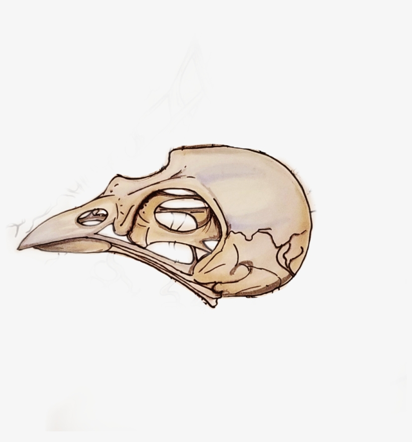 Bird Skull Comic Birdskull Drawing Tattooday - Comics, transparent png