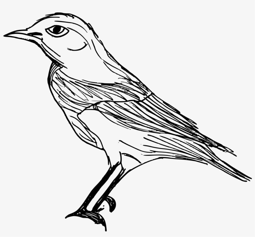 Free Download - Old World Flycatcher, transparent png
