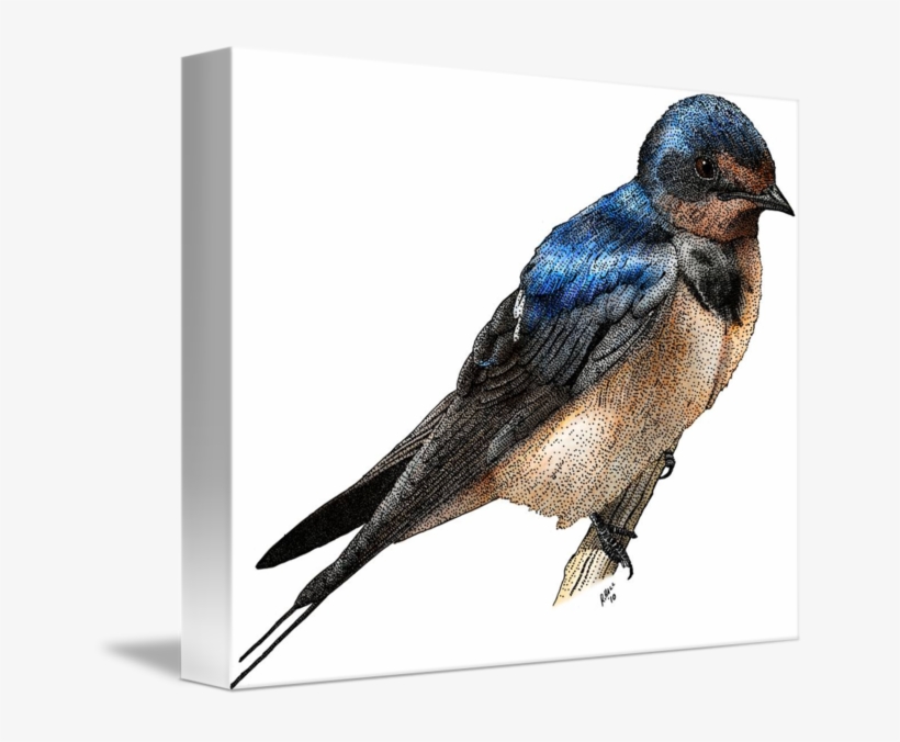 Graphic Free Stock Barn Swallow By Roger Hall - Drawing, transparent png