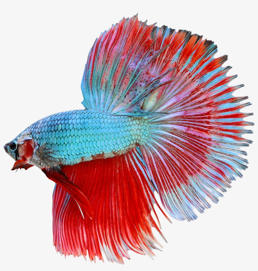 Betta Png Transparent Image - Halfmoon Betta Png, transparent png