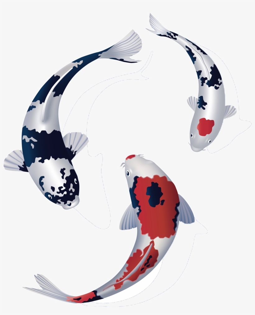 Totally Koi Bringing People Who Love Koi Together - Koi, transparent png
