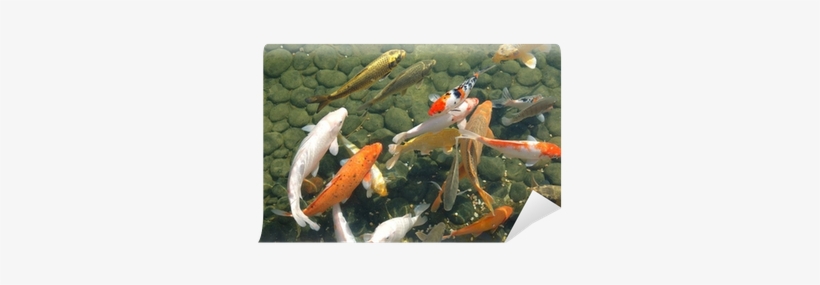 Koi, transparent png