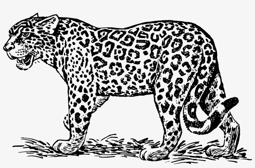 Jpg Stock Big Image Png - Jaguars Black And White, transparent png