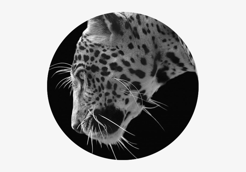 Jaguar Black Background Wallpaper 494929 - Jaguar, transparent png