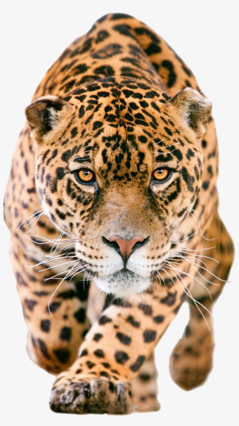 Graphic Black And White Clip Art Leopard Transprent - Jaguar Png, transparent png