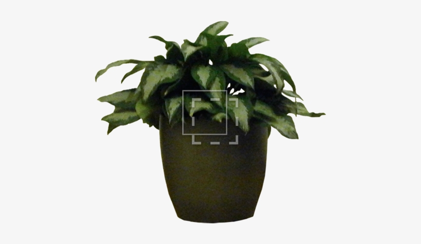 Potted House Plant - Potted Plant Photoshop, transparent png