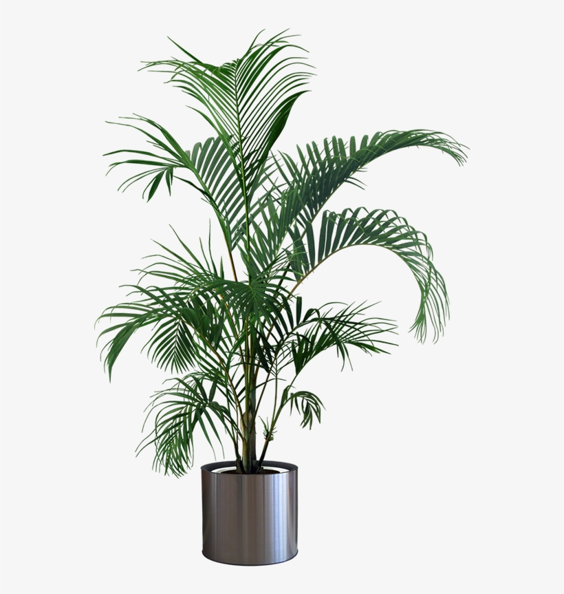 Indoor Plants Png - Plant In Pot Png, transparent png