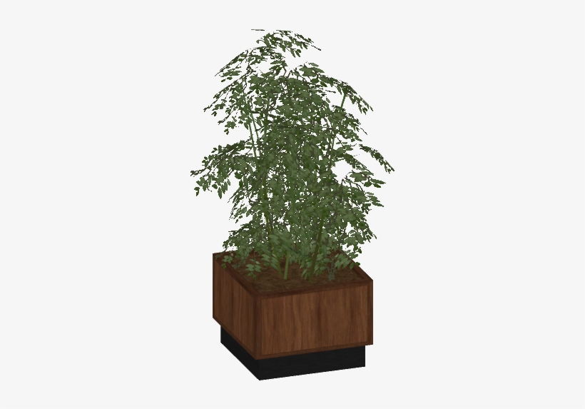 Potted Plant Wood 2 - Sageretia Theezans, transparent png