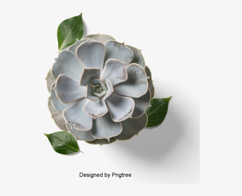 Fresh And Fleshy Plant Potted, Multi Meat, Plant, Potted - Desert Rose, transparent png