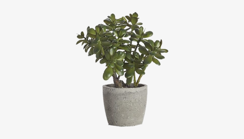 Desk Plant Transparent Png, transparent png
