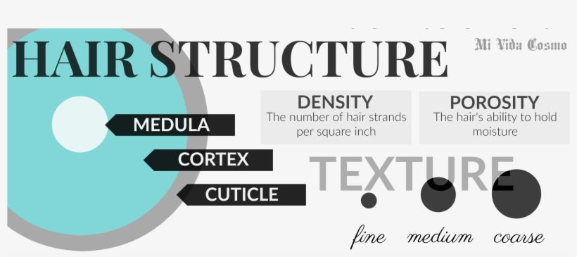 Hair101-530 - Ana Castillo, transparent png
