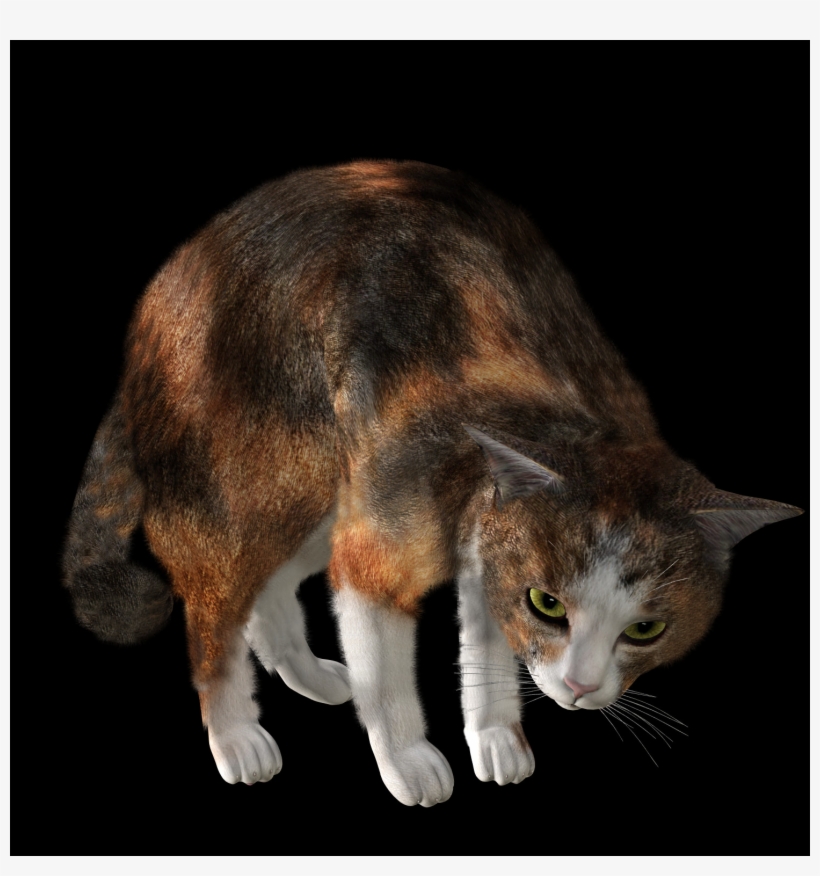 Free Cat Png Images, transparent png