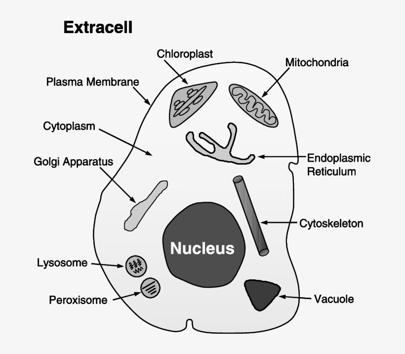 Cytoplasm, Cytoskeleton, Endoplasmic Reticulum, Extracell, - Subcellular Localization, transparent png