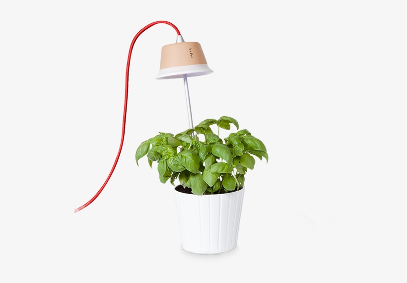 Chlorophyll Bulbo Collection - Lampada Per Vaso Cynara - Grigio, transparent png