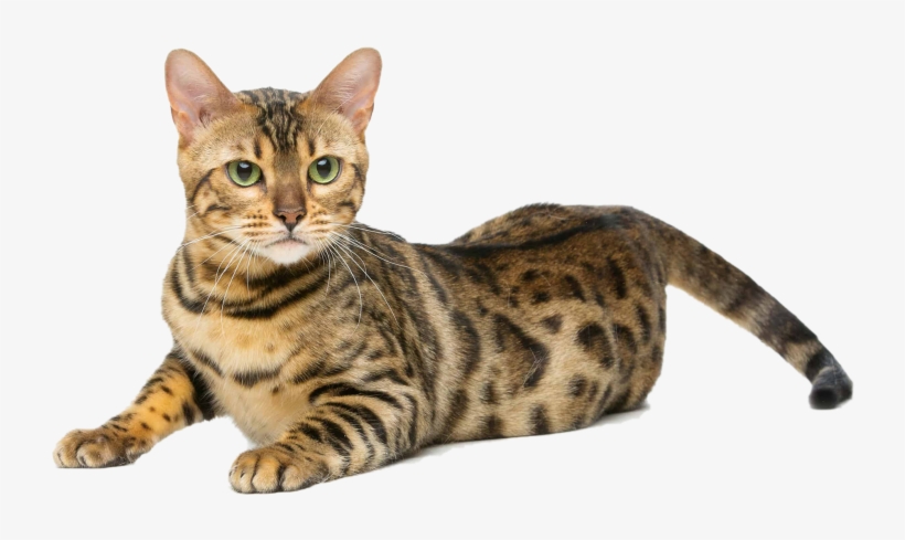 Cat, transparent png