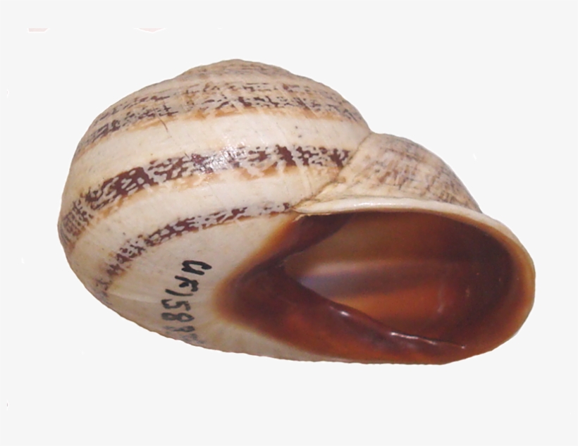 Otala Lactea Shell Side - Shell, transparent png
