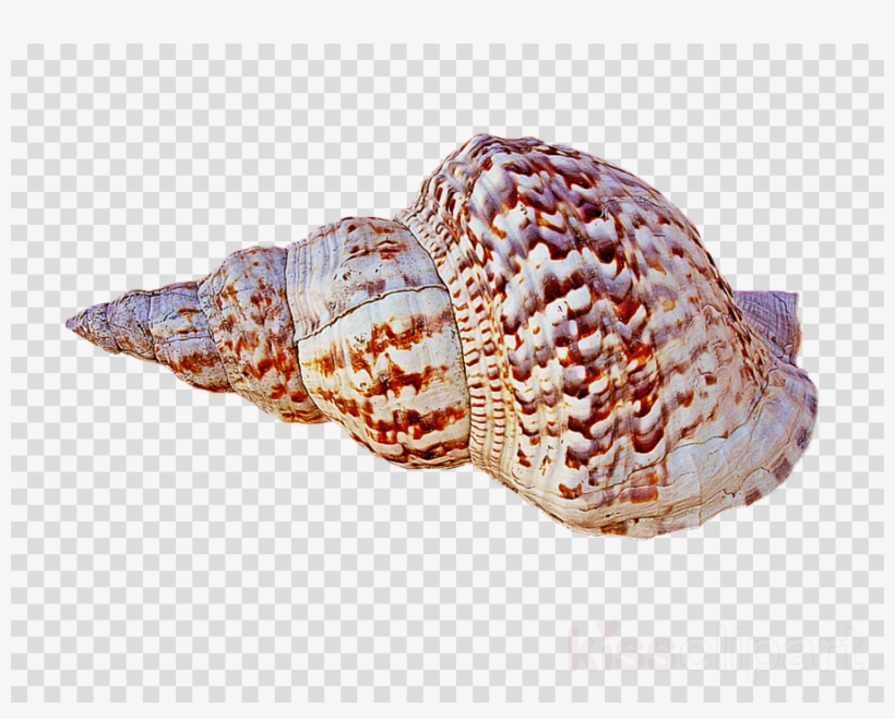 Caracola Png Clipart Caracola Conch - Caracola Png, transparent png