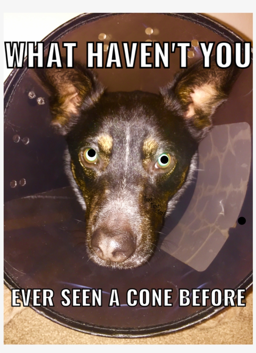 Memes, Dogs, Blue, Doggies, Meme - Companion Dog, transparent png