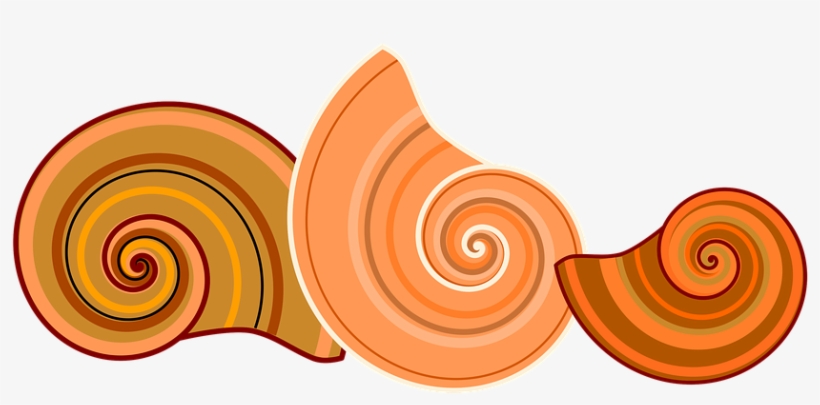 Rotated Free Image On Pixabay Nature Animal - Spiral, transparent png