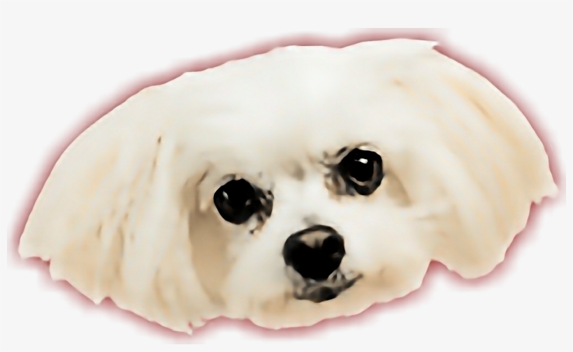 Report Abuse - Earless Seal, transparent png
