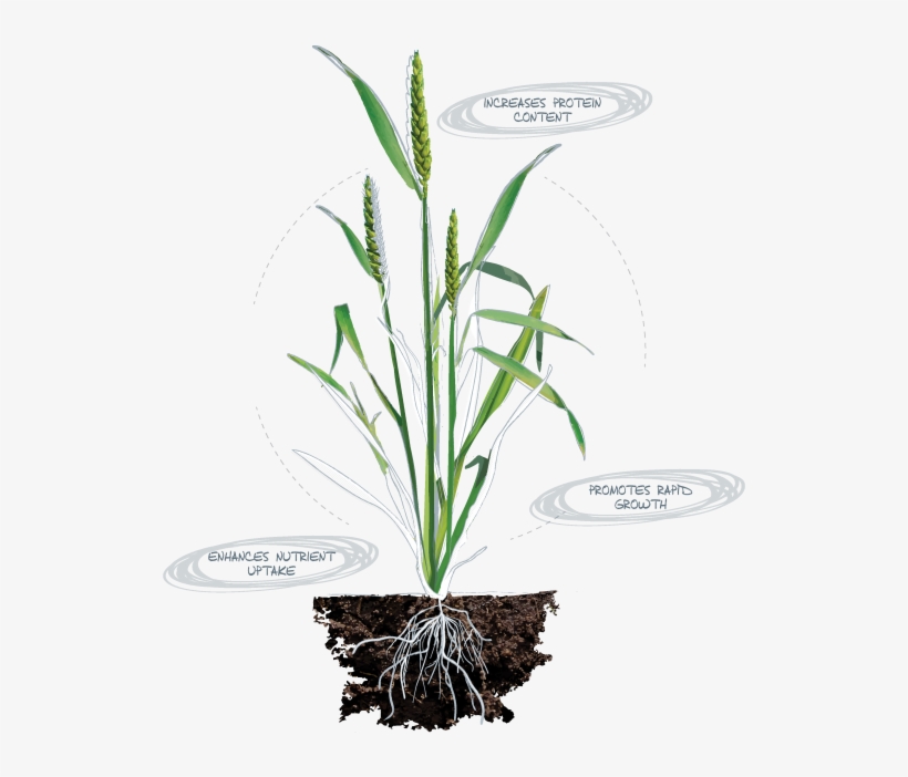 Nitrogen - Deficiency Symptons, transparent png