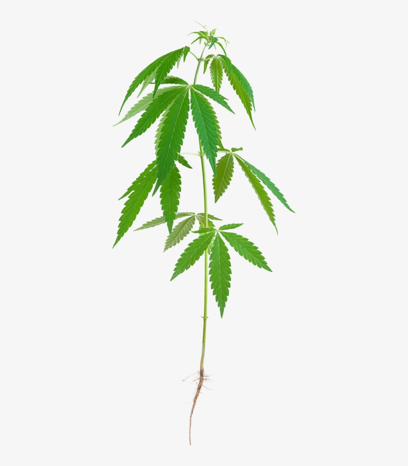 Roots - Stalk Of Hemp, transparent png