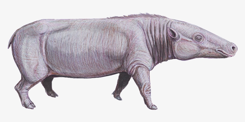 Anthracotherium Cropped - Anthracotherium, transparent png