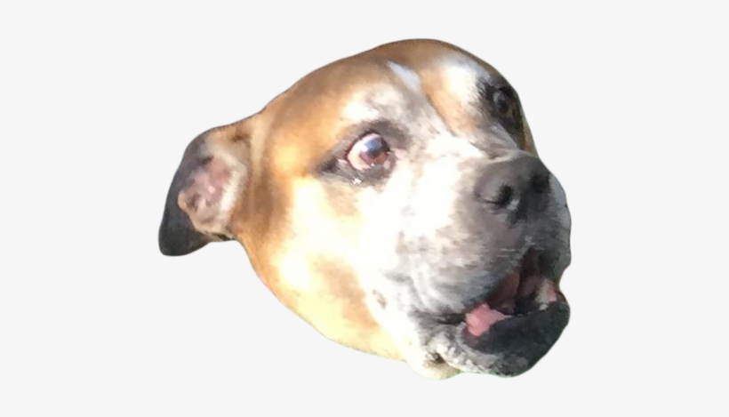Cutout - Scared Dog Png, transparent png