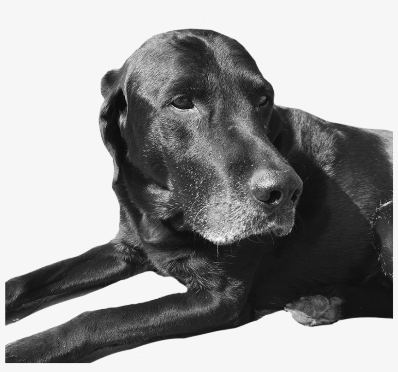 The Dog Days Are Almost Over - Recession, transparent png