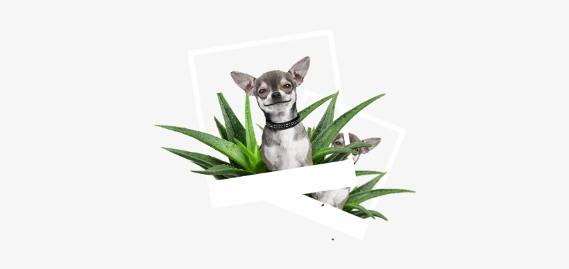 Our Product Lines - Hemingway's Chihuahua: Collection Paper Planes, transparent png