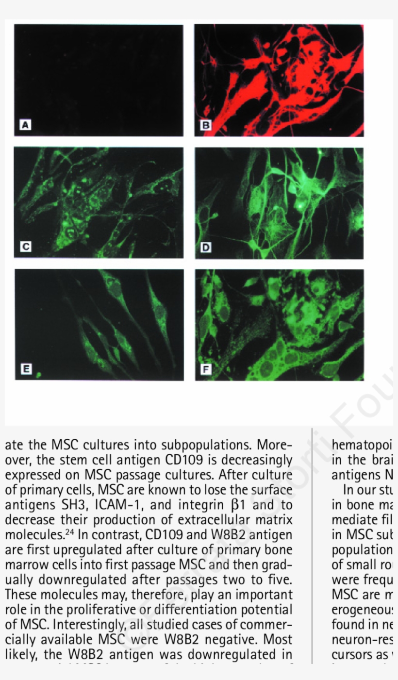 Alexa Fluor 488 Or Rhodamine Red 570 Immunofluorescence, transparent png