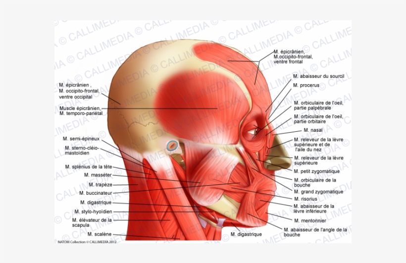 Muscular System - Temporoparietalis Muscle, transparent png